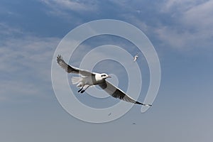 Close-up of a seagull flaps its wings and flies against a blue sky