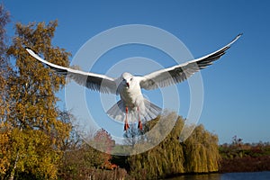 Close up of a seagull in flight