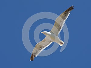 Close up of a seagull flying