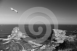 Close up of seagull flying over huge cliff rocks of deux jumeaux in atlantic ocean with waves in black and white