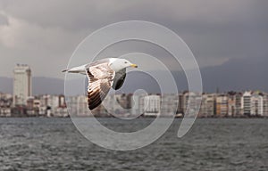 Close up seagull flying sky. Blur city landscape from Izmir, Turkey