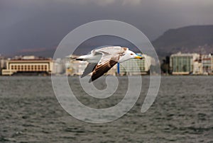 Close up seagull flying sky. Blur city landscape from Izmir, Turkey