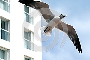 Close-up of seagull in front of a building
