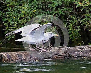 Close up of a seagull on a log with its wings spread ready to fly away.