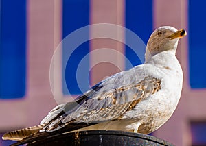 Close-up of a seagull with perfect detail of its eye looking at the horizon in the city perched on a lamppost.