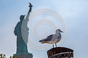 A close up of a seagull perched on a post on Liberty Island New York, with the statue of Liberty defocosed behind