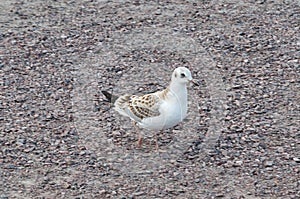 Close-up of a seagull perched on a stone beach