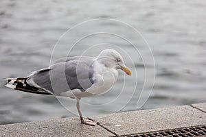 Close-up Of Seagull Perching On Boardwalk, only one leg