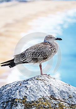 Close-up of seagull perching on rock against sea