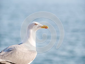 Close up with a seagull. Portrait of a seagull bird with blue sea water in the background