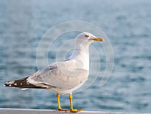 Close up with a seagull. Portrait of a seagull bird with blue sea water in the background