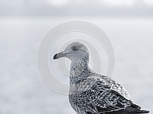 Close up with a seagull. Portrait of a seagull bird on blurred background