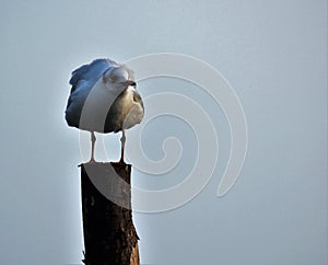 Close up of seagull positioned on a pole in Venice