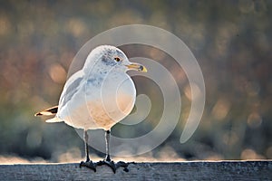 A close up of a seagull on a railing.