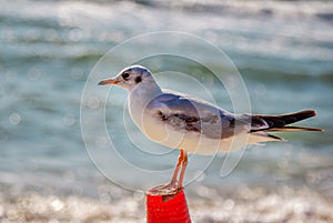 Close up seagull resting on the beach