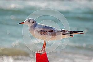 Close up seagull resting on the beach