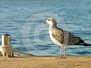 Close-up seagull seaside. close-up photo