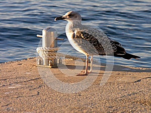 Close-up seagull seaside. close-up photo