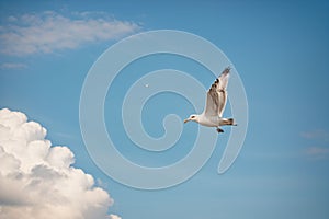 Close-up of a seagull soaring in the summer sky