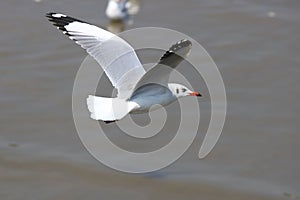 Close up seagull spread its wings beautifully,Seagull flying on river background at bangpoo thailand