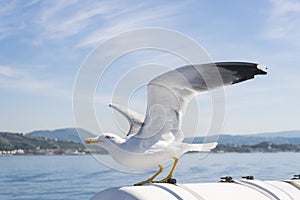 Close up Seagull with spread wings, flapped and prepared for flying on background blue sea and sky. Bird Laridae soaring. photo