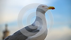 Close-up of seagull standing with blurre