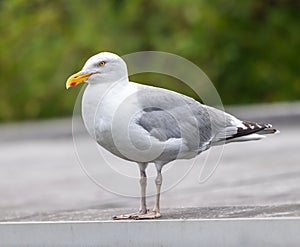 Close-up of a seagull standing on a ledge.