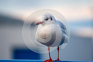 close-up of a seagull standing on a railing in the harbour