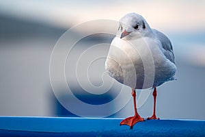 close-up of a seagull standing on a railing in the harbour