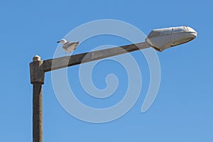 Close-up of seagull standing on street light pole over the blue sky