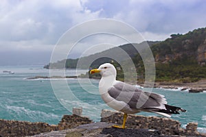Close up of a seagull with stormy sea