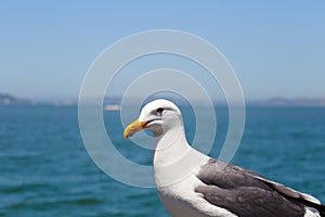 Close up of Seagull With View of San Francisco Bay in Background