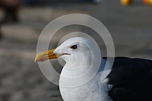 Close up of Seagull with Yellow Eyes and Beak