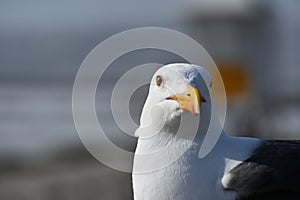 Close up of Seagull with Yellow Eyes and Beak