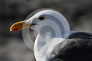 Close up of Seagull with Yellow Eyes and Beak