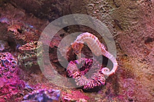 Close-up of seahorses and corals in the sea