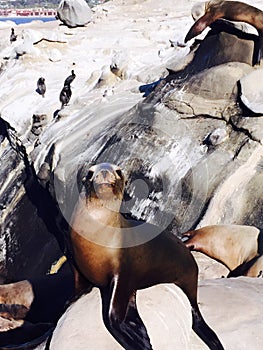 Close up of Seal on beach at La Jolla, San Diego California USA