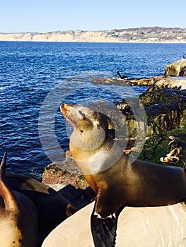 Close up of Seal on beach at La Jolla, San Diego California USA