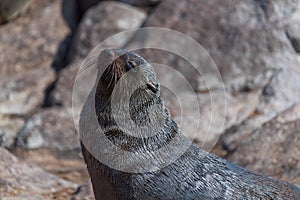 Close-up of a seal at cape cross