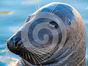 Close up of seal head