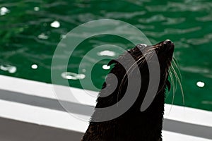 Close up of a Seal. Underwater show