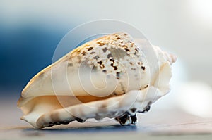 Close-up on a seashell