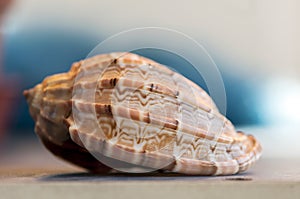 Close-up on a seashell