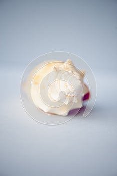 Close up seashell on blue background