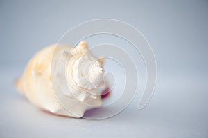 Close up seashell on blue background