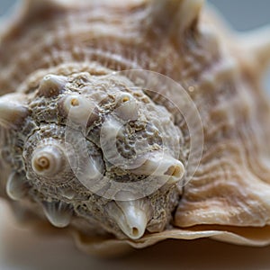 Close-up of a seashell displaying its intricate patterns and textures.