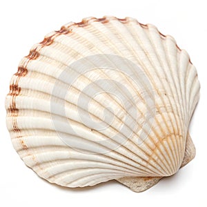 Seashell close-up isolated on white background photo
