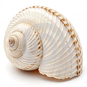 Seashell close-up isolated on white background photo