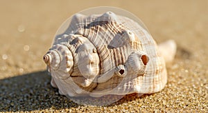 Close-up of a seashell, likely a