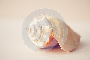 Close up seashell on pink background